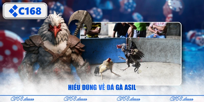 Hiểu đúng về đá gà Asil